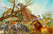 African Animals for McGraw-Hill