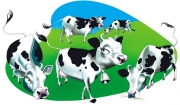 Cows for Nelson Publishing