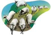 Sheep for Nelson Publishing